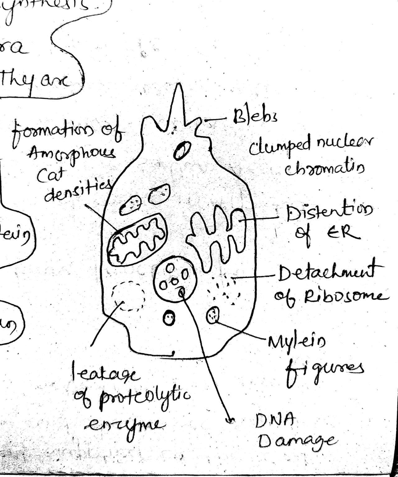 Pathogenesis of cell injury (mechanism of reversible and irreversible