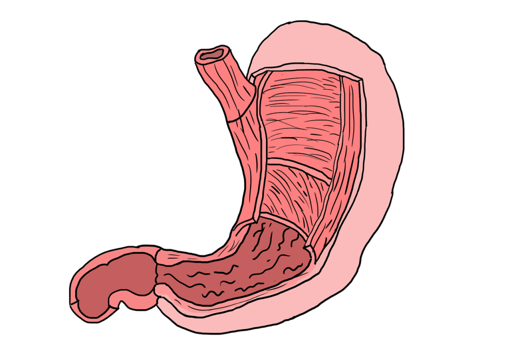 stomach-human-anatomy-and-physiology-definition-different-parts-and