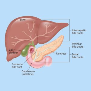 Gall bladder and it's functions - Pharmacy Gyan