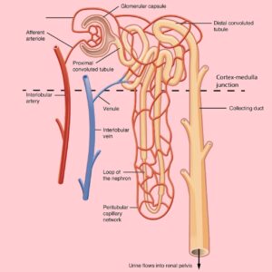 Nephron, it's different parts and function - Pharmacy Gyan