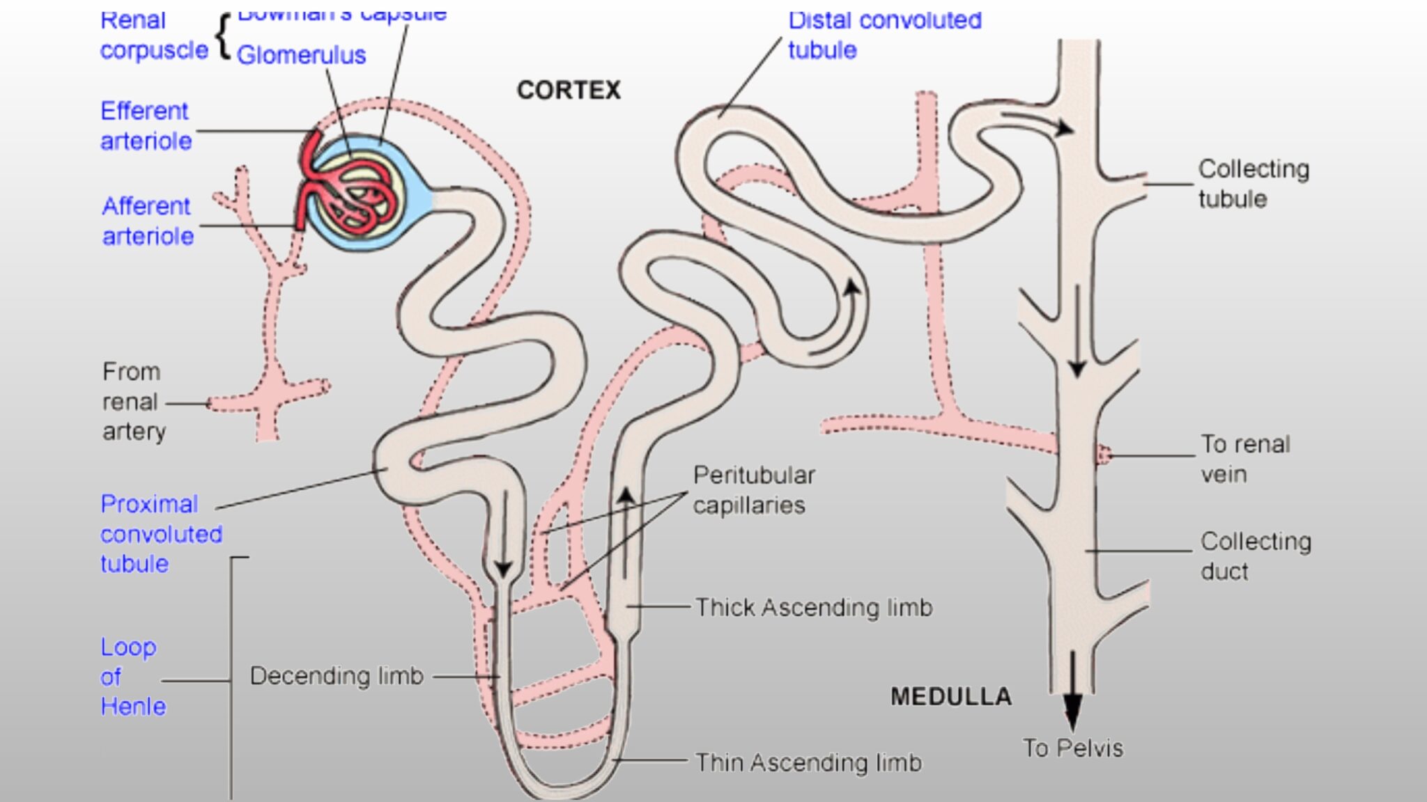 Physiology Of Urine Formation - Pharmacy Gyan