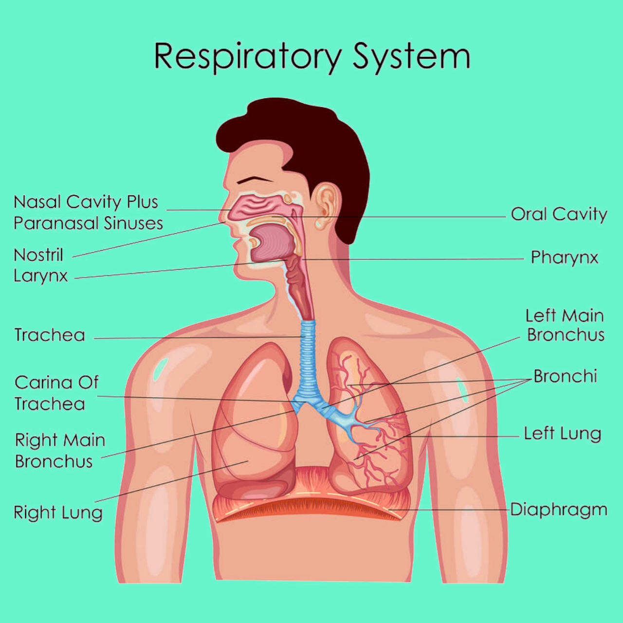 The respiratory system - Pharmacy Gyan