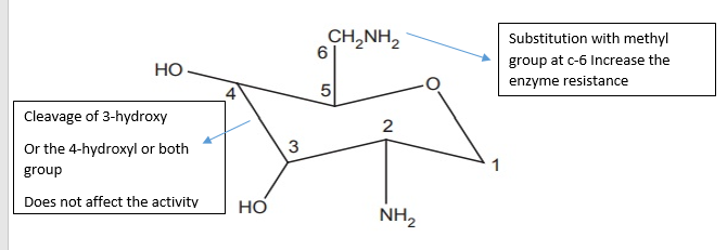 amino sugar portion aminoglycosides