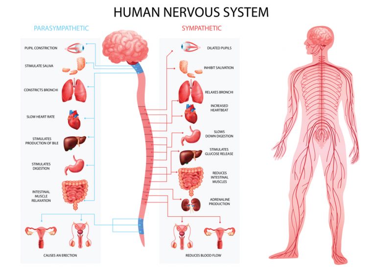 drug-acting-on-autonomic-nervous-system-pharmacy-gyan