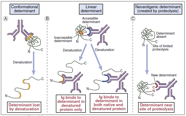 The nature of antigenic determinants. Antigenic determinants may
depend on protein folding (conformation) as well as on primary structure. (Immunogenicity)