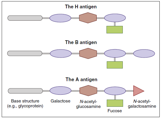 Blood ABO phenotypes. (antigen)