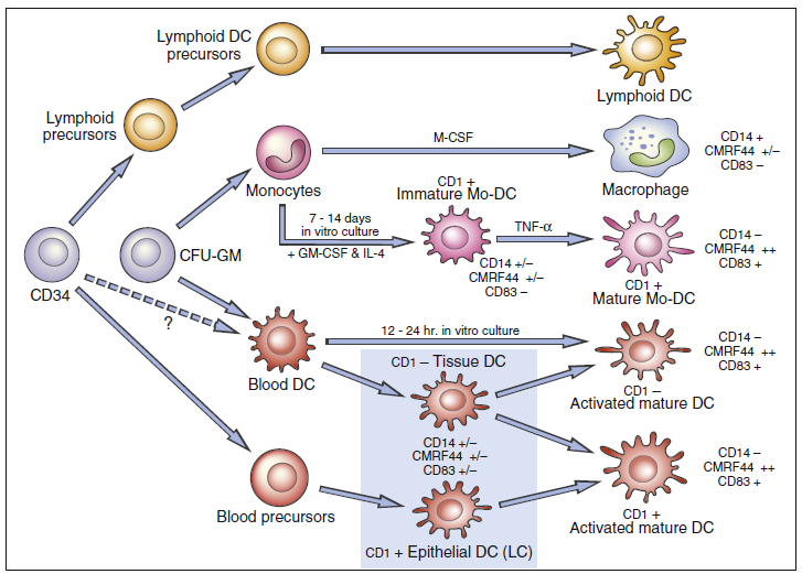 A putative hematopoietic differentiation pathway for myeloid and lymphoid dendritic cells (DCs)