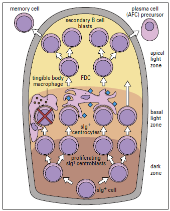 The functions of the germinal center are clonal proliferation, somatic
hypermutation of immunoglobulin receptors, receptor editing, isotype
class switching, affinity maturation, and selection by antigen.