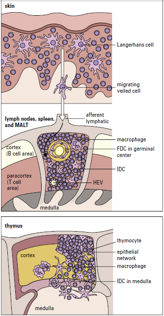 Bone marrow-derived antigen-presenting cells (APCs)