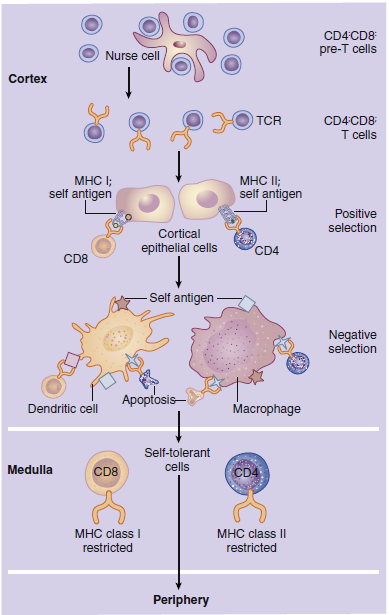 Development of the T cells in the thymus