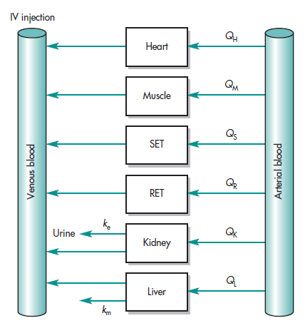 Pharmacokinetic model of drug perfusion