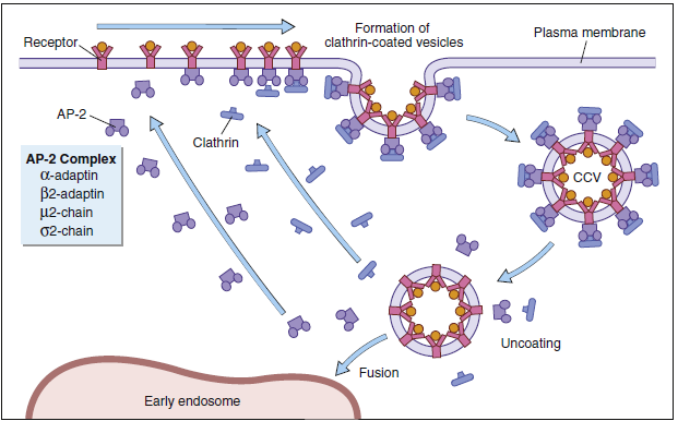 Mechanism of clathrin-dependent endocytosis.