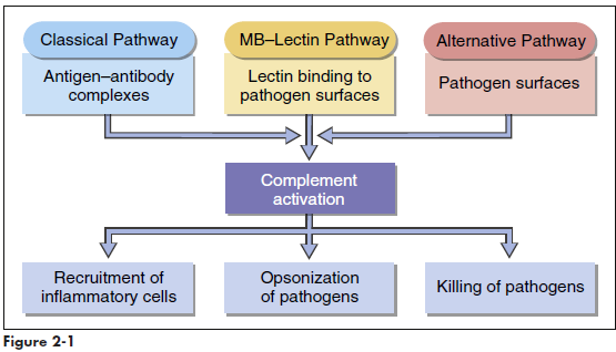Schematic overview of the complement cascade.