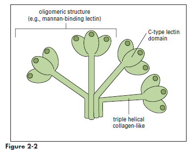 Collectins are oligomers of triple-helical molecules with C-type lectin
domains