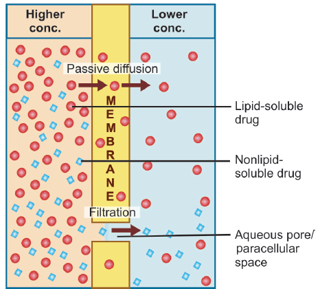 passive diffusion and filtration
across the lipoidal biological membrane with aqueous
pores