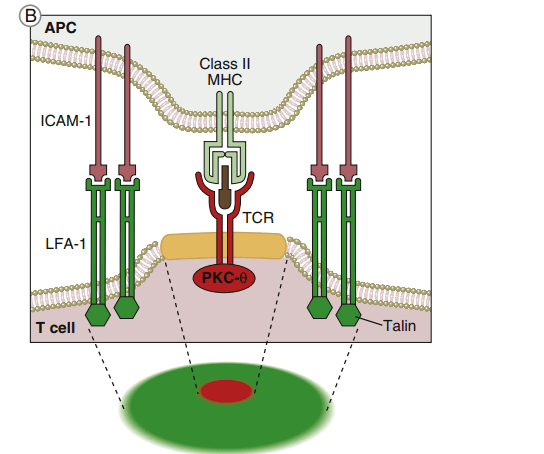 The immunologic synapse  (signaling pathway)
