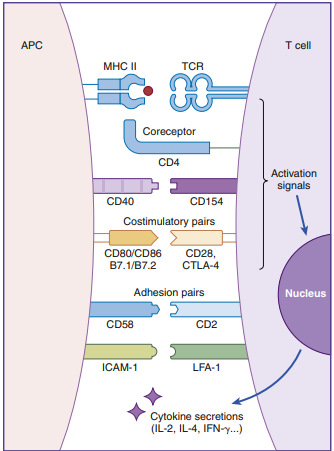 α/β T Cell Receptors