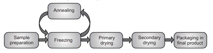 Freeze Drying Cycle