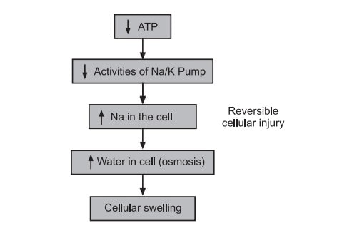 Mechanism of cellular swelling due to depletion of ATP synthesis 