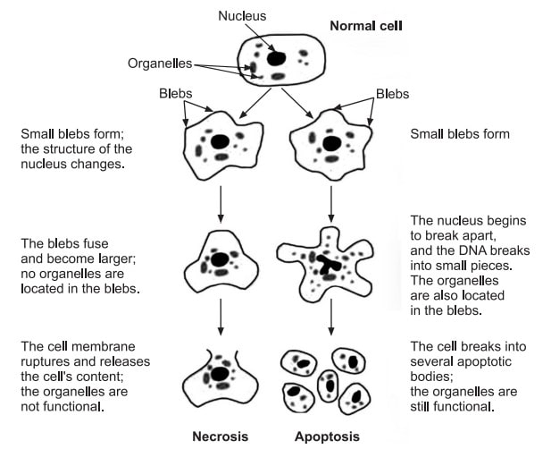 Mechanisms of necrosis and apoptosis