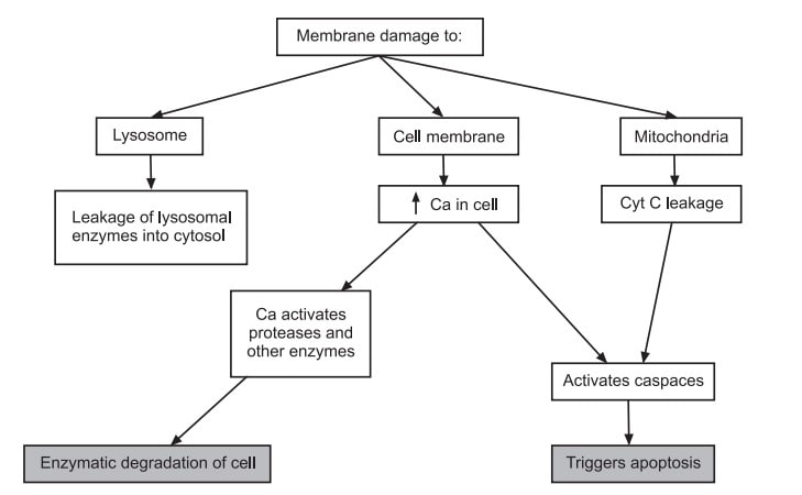 Pathogenesis of Cell Injury