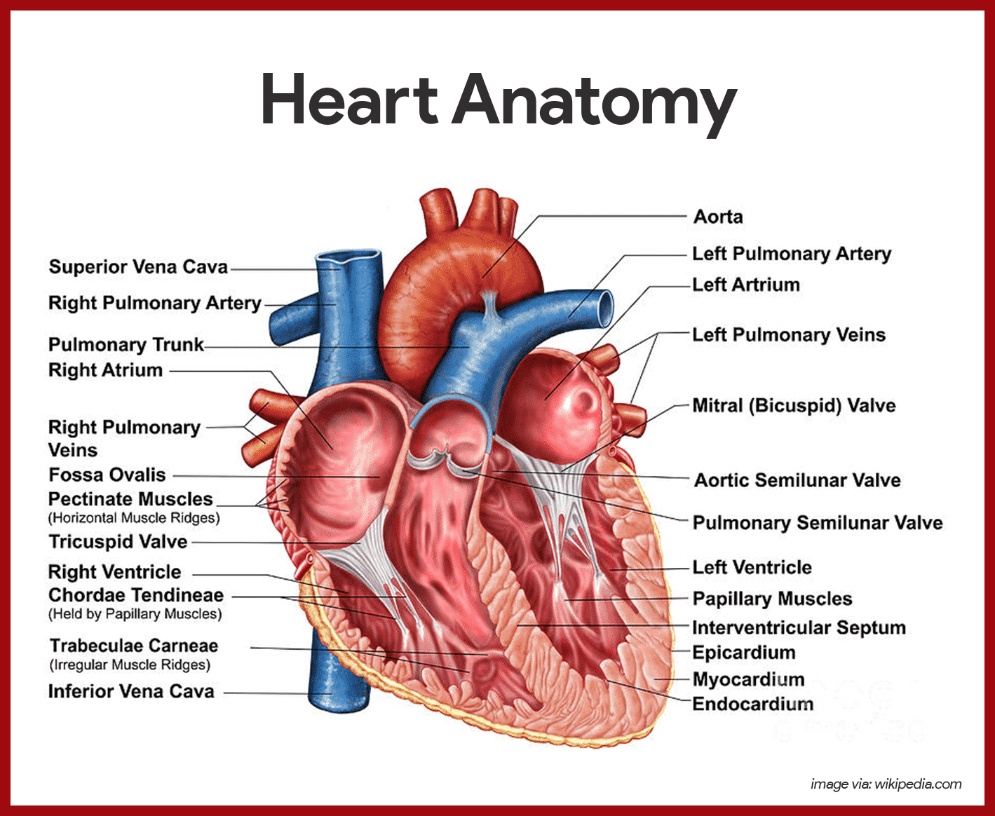 physiology of heart