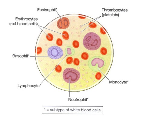 Blood cells 