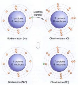 Atoms Molecules And Compounds Pharmacy Gyan