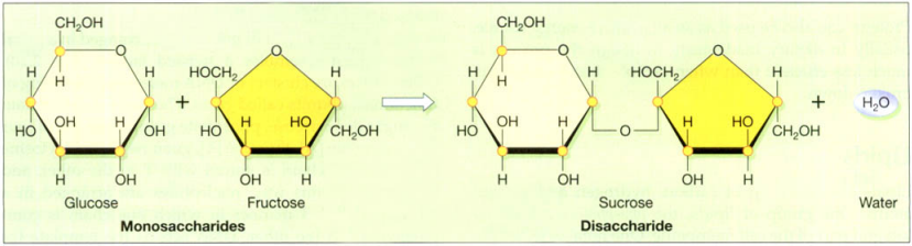 combination of glucose and fructose makes sucrose