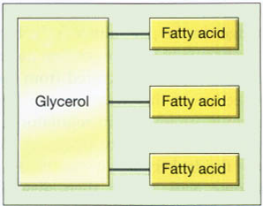 Core structure of the fats