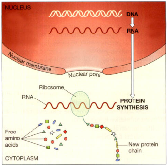 The relationship between DNA, RNA and protein synthesis.