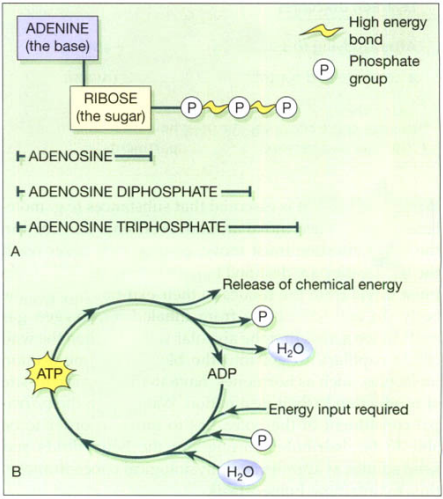 ATP and ADP: A. Structures. B. Conversion cycle.