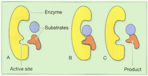 Action of an enzyme: A. Enzyme and substrates. B. Enzyme-substrate complex. C. Enzyme and product.